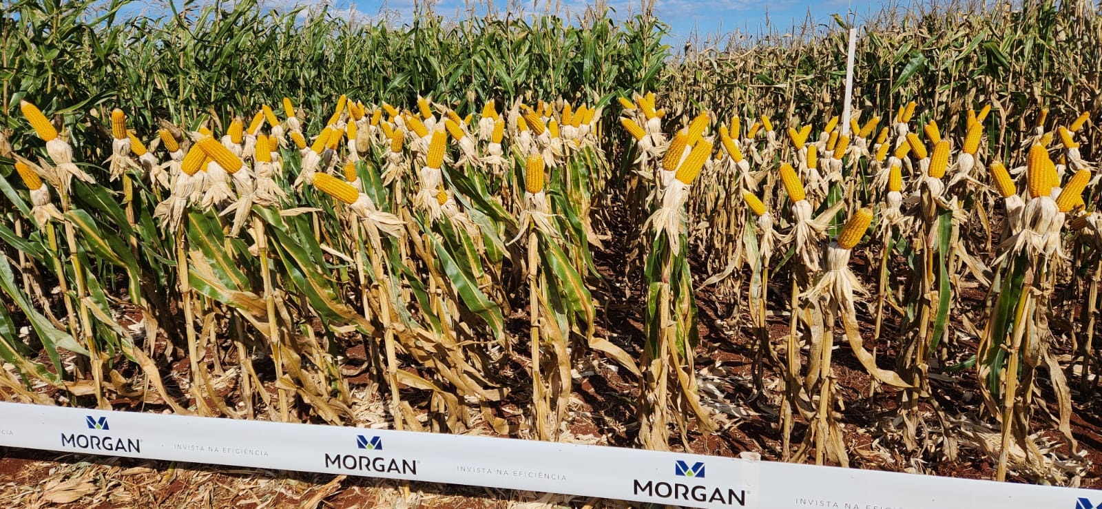 Paisagem de campo de milho